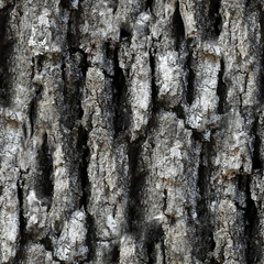 Seamless Tree Bark Pattern