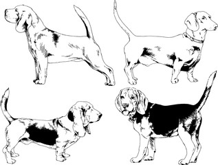 vector drawings sketches pedigree dogs in the racks drawn in ink by hand , objects with no background	