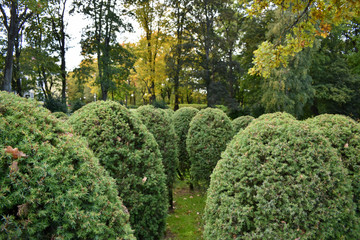 Trimmed bushes in a park in autumn