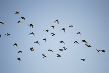A flock of birds flapping wings and flying in the light blue sky of a sunny morning, Cantabria, Spain