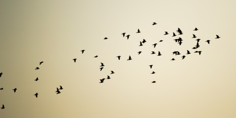A flock of birds flapping wings and flying in the light blue sky of a sunny morning, Cantabria, Spain