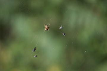 A spider trapping three flies in its spiderweb