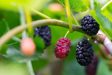 black ripe and red unripe mulberries on branch of tree