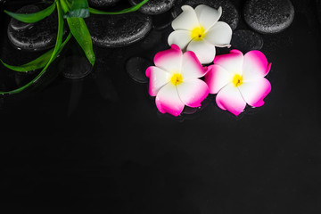 spa background of plumeria flowers and green leaves on black zen stones in water