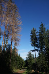 Waldweg