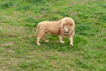 Naklejka premium Lion