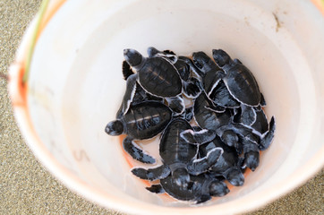 Green turtle hatchling in a bucket