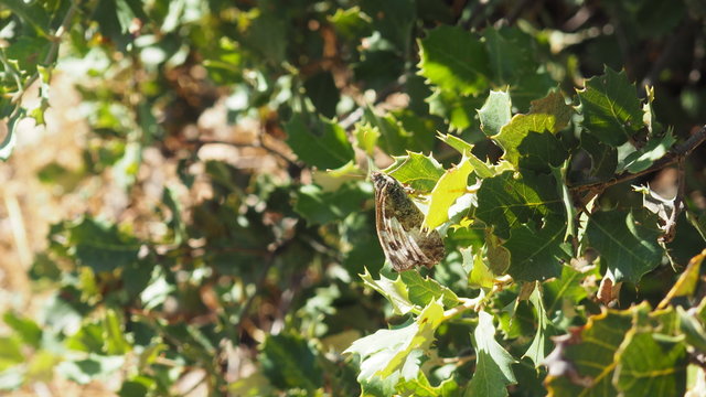 mariposa de tonos marrones, grises y blancos,  abrazada a hoja verde, Ull de Molins, Tarragona, Espa&ntilde;a