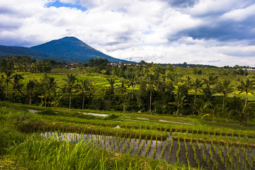 Rice fields of Jatiluwih in southeast Bali