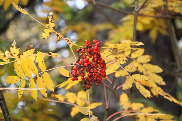 Autumn Around The Mountain Ash Berries, Whitemud Park, Edmonton, Alberta