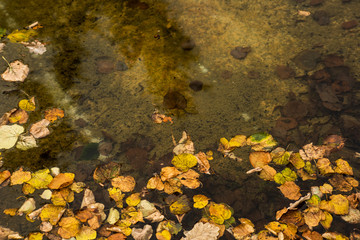 Light water surface with gold autumn leaves
