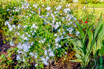 beautiful flowerbed in bloom in the garden