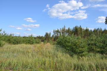 Beautiful forest landscape