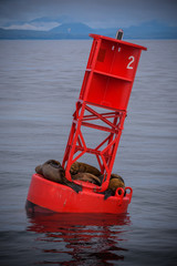 Sea LIons having a nap on a navigational buoy in Alaska Inside Passage