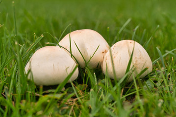 Wiesenchampignons im Dresdner Großen Garten