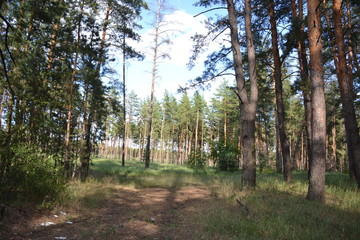 Beautiful forest landscape