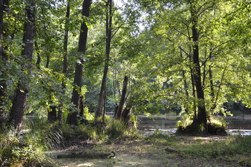 Beautiful forest landscape