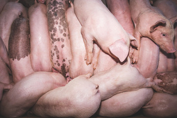 Many small piglets on farms in rural areas fed by organic farming. Eating food Pigs in the enclosure are mammals.