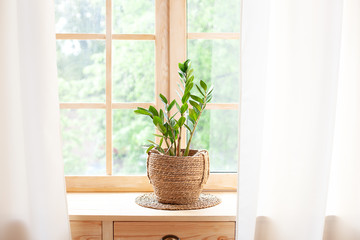 concept of home gardening. Zamioculcas in flowerpot on windowsill. Home plants on the windowsill.  Green Home plants in a pot on windowsill at home. Hygge. Boho. Rustic. Scandinavian. space for text