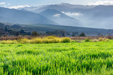 Fototapeta premium Cosecha a los pies de Sierra Nevada