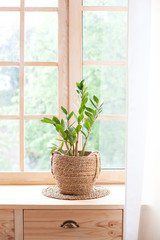 concept of home gardening. Zamioculcas in flowerpot on windowsill. Home plants on the windowsill.  Green Home plants in a pot on windowsill at home. Hygge. Boho. Rustic interior. Scandinavian decor