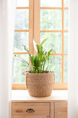 concept of home gardening. Spathiphyllum  in flowerpot on windowsill. Home plants on the windowsill.  Green Home plants in a pot on windowsill at home. Hygge. Boho. Rustic. Scandinavian. space text