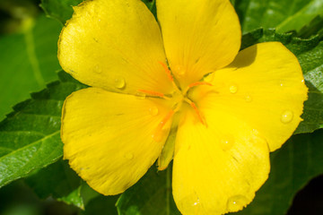 yellow flower with drops of water