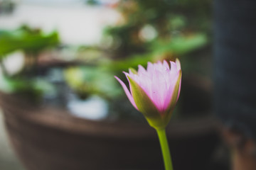 pink lotus flower in pond