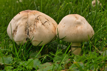 Wiesenchampignons im Dresdner Großen Garten