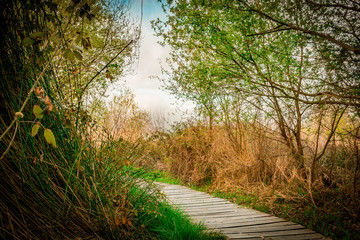 Sendero de madera entre maleza