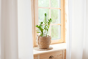 Zamioculcas home plant in straw pot stands on windowsill. Home plants on the windowsill. concept of home gardening. Zamioculcas in flowerpot on windowsill home. Rustic.  Scandinavian.  space for text