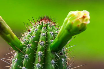Cactus IMG_8837