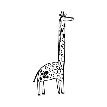illustration of giraffe on white background