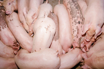 Many small piglets on farms in rural areas fed with organic farming. Pigs in the enclosure are...