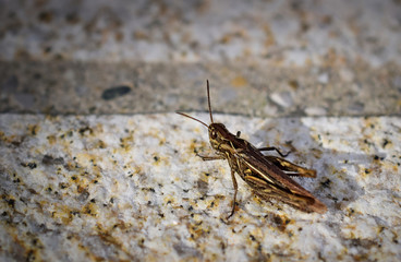 Brown grasshopper on granite pavement in close-up