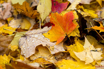 Close-up of fallen leaves on the ground on a wet and rainy November day.