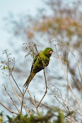 Portrait of Green Pionus in Nature