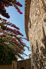 Schöne Sträucher in einer Gasse