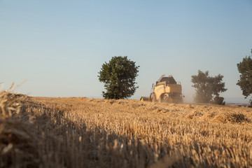 yellow harvester