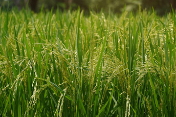 Golden spike field.