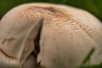 Wiesenchampignons im Dresdner Großen Garten