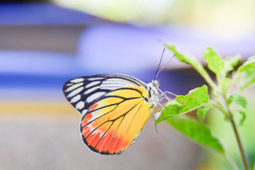 Beautiful color of butterfly sitting on green leaf in garden