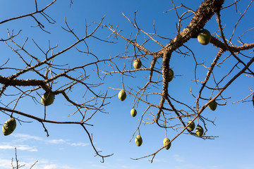 Paineira IMG_0630