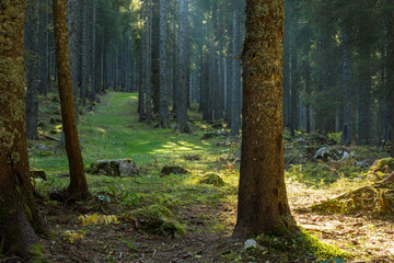 Morning sunrise light in European alps spruce forest