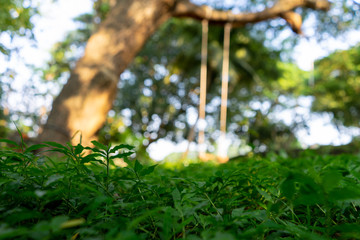 Grass and the big tree