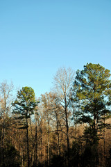 Obraz na płótnie Canvas Wooded countryside in Alabama, USA, in winter.