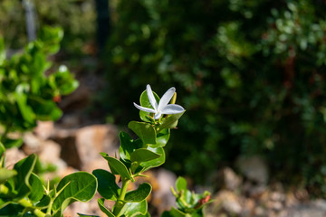 Weiße Blüte am Wegesrand
