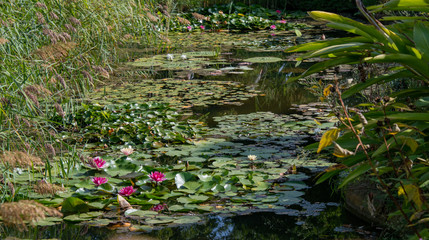 Kleiner Teich mit Wasserrosen