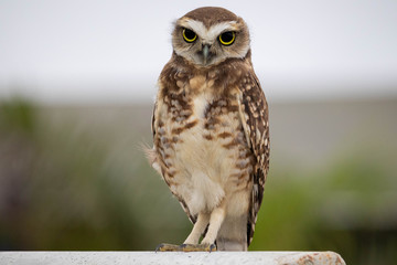 lonely owl on a soccer goal with piercing gaze