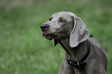 Dog Purebred Weimaraner hunting in the park